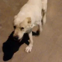 سگ الابای معاوضه با سگ قدرجونی