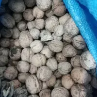 گردو تازه مغز سفید