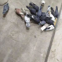 کبوتر|پرنده|کرمان, |دیوار