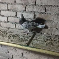 پرنده فروشی|پرنده|چناران, |دیوار