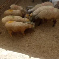 بره|حیوانات مزرعه|میبد, |دیوار