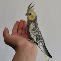 عروس هلندی گلباقالی