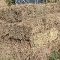 علف بسته بندی شده پاییزه درجه یک با دستگاه پرس