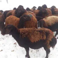 میش افشار‌ شال چینی معاوضه با خودرو