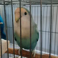 طوطی کوتوله برزیلی ،رنگ خاص،سالم،نوشهر|پرنده|نوشهر, |دیوار