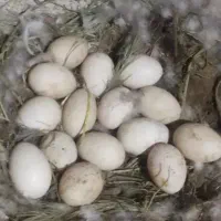 تخم نطفه دار اردک اسرائیلی