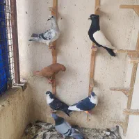 کبوتر سار.ساده.کرواتی.کلاغ.سینه