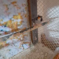 فنچ کاکلی|پرنده|پاکدشت, شهرک انقلاب|دیوار