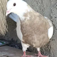 کبوتر طوقی