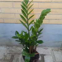 طبیعی سبز|گل مصنوعی|یزد, |دیوار