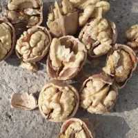 گردو حتکن