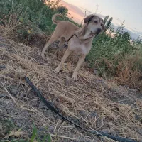 ماده‌‌.پژدر