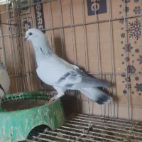 کبوتر نر شامی