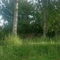 درخت قلمه تبریزی