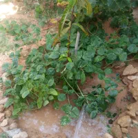 فروش اسکلت نوساز ویلایی یک طبقه دوخواب|فروش خانه و ویلا|شیراز, شهرک قمشه|دیوار