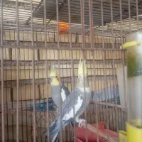 با سلام دوجفت عروس