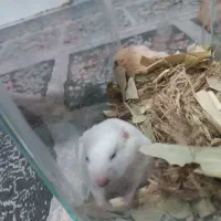 همسترحیوان خانگی|موش و خرگوش|مشهد, شیرحصار|دیوار