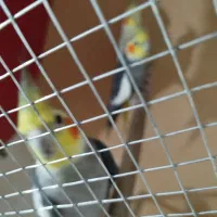 عروس هلندی|پرنده|هندیجان, |دیوار