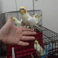 انواع عروس هلندی لوتینو|پرنده|اندیمشک, |دیوار