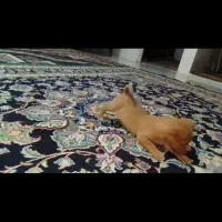 توله سگ پاکوتاه. واکسن خورده