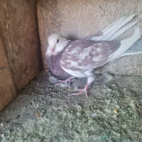 کبوتر تر شازده سرخ پرشی|پرنده|گلپایگان, |دیوار