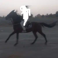 فروش و اجاره اسب ساعتی،روزانه جهت عکاسی،سوارکاری|اسب و تجهیزات اسبسواری|شاندیز, |دیوار