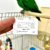 طوطی اکلکتوس کمیاب گرانبها|پرنده|کرمانشاه, |دیوار