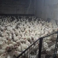 بزرگترین پخش خروس مرغ زنده و تخمگذار ایران درتهران|حیوانات مزرعه|تهران, صادقیه|دیوار