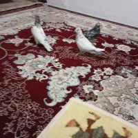 کبوتر