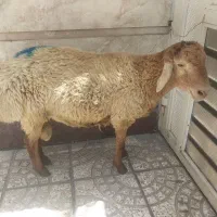 فروش گوسفند زنده و قصاب سیار|حیوانات مزرعه|اسلامشهر, شاطره|دیوار