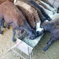 بره نر