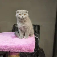 بچه گربه اسکاتیش ماده بلو|گربه|تهران, تهرانسر مرکزی|دیوار