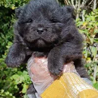 چاوچاو بلک فوق کیفیت نر|سگ|تهران, الهیه|دیوار