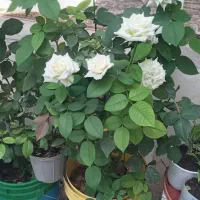 فروش گل رزسفید