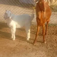 بز دورگ درشت با بیگ نر