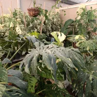 گیاه برگ انجیری|گل و گیاه طبیعی|تهران, شهرک علم و فناوری|دیوار