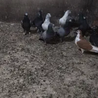 کفتر هوایی تبعیدی نروماده|پرنده|مه ولات, |دیوار