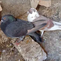 کبوتر جفت با جوجه..معاوضه