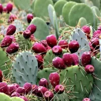 میوه کاکتوس لوکس