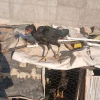 جوجه لاری اصیل