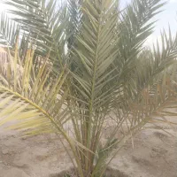 فروش یک عدد نخل سلونی