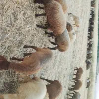 گوسفند کاور ماده