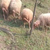 گوسفند|حیوانات مزرعه|سیاهکل, |دیوار