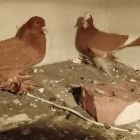 یع جفت کبوتر پاپر