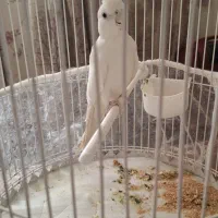 عروس هلندی نر