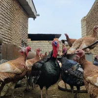 بوقلمون محلی