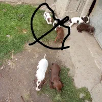 فروش سگ شکاری سیتر ماده