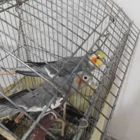 عروس هلندی نروماده