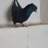 نر کلاغ دم سفید