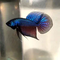 ماهی فایتر وارداتی